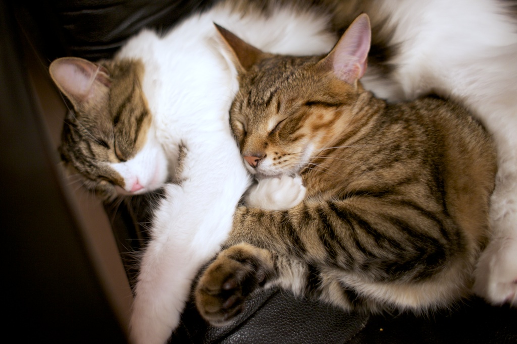 Two best friend adorable kittens sleep together