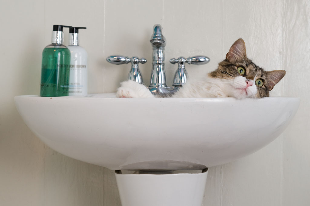 Adorable girl cat lays in a sink