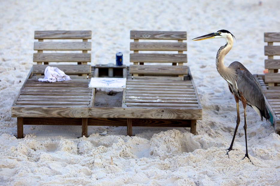 orange_beach_32815 Orange Beach