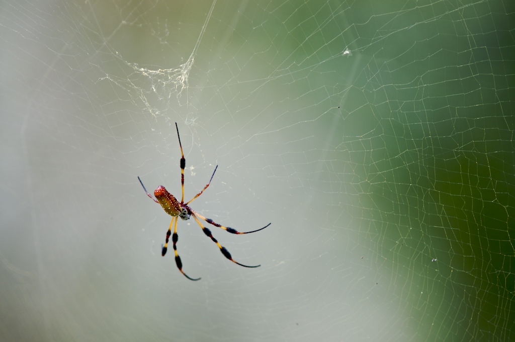 A spider sits on its web