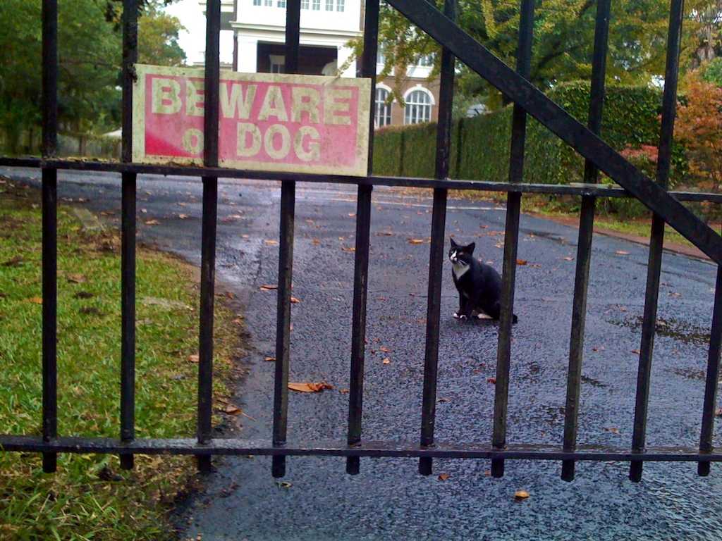 A cat sits at its gate on Church Street in Mobile, Ala., Sunday morning, Nov. 22, 2009.