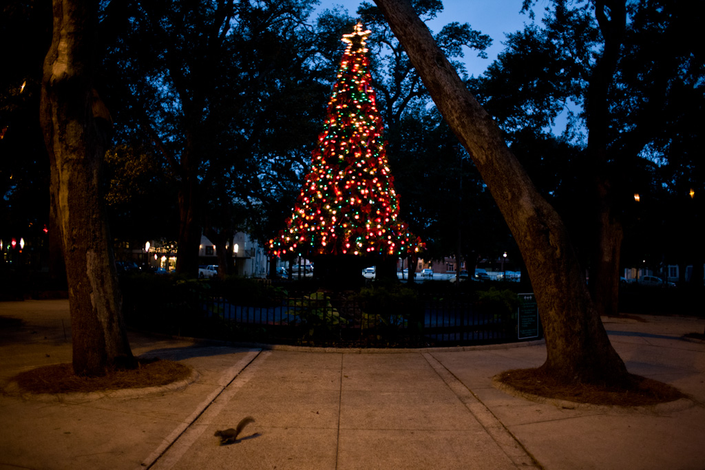 A squirrel runs away from a Christmas tree on display in Bienville Square in downtown Mobile, Ala., Wednesday, Dec. 23, 2009.