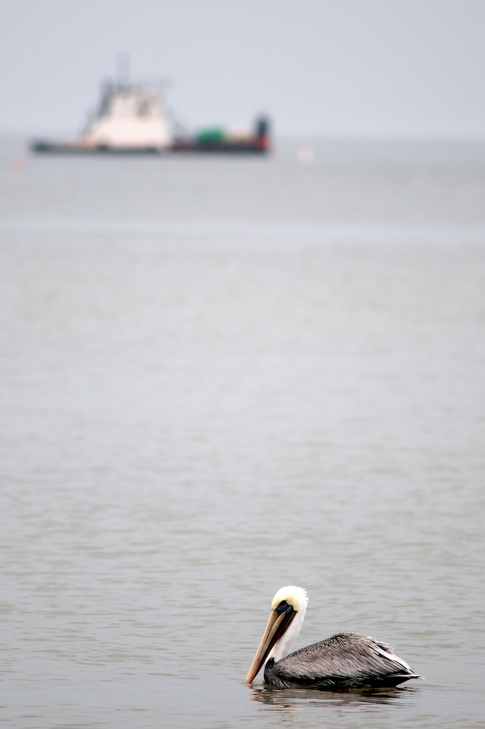 A pelican floats on the water of Mobile Bay in Fairhope, Ala., Tuesday, Dec. 8, 2009.