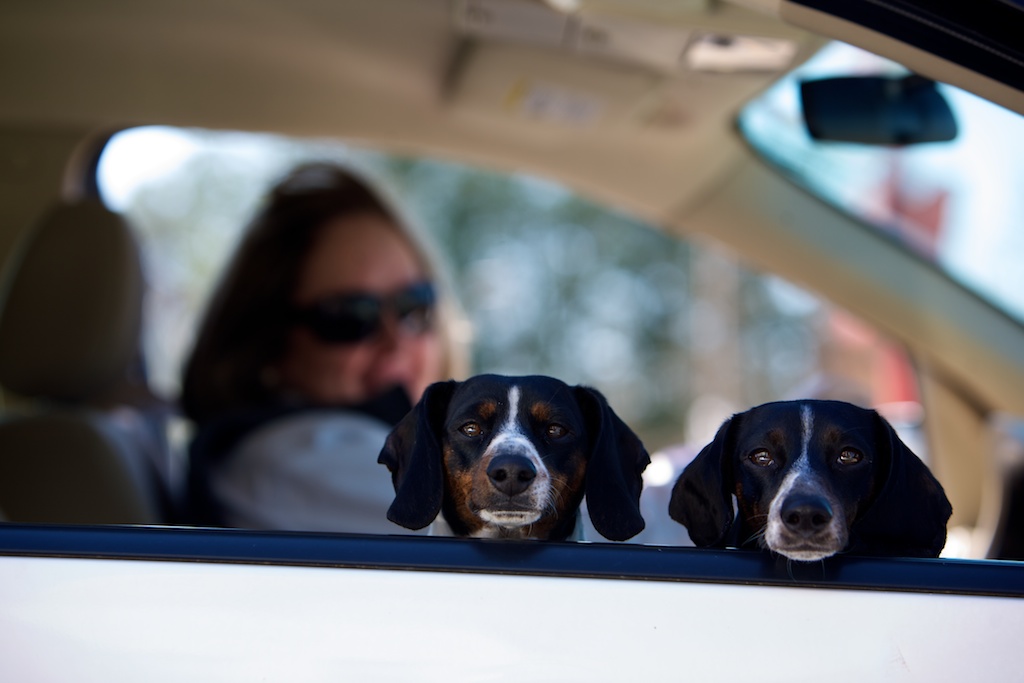 Dogs in car in Atlanta traffic jam.