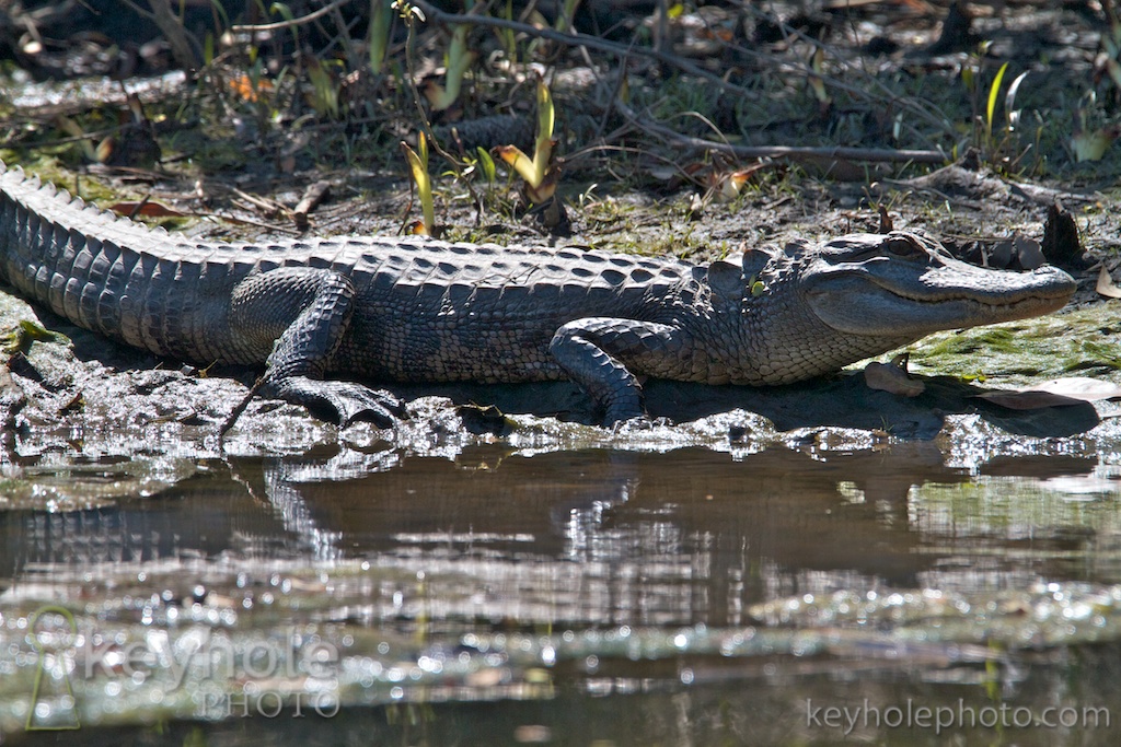 An alligator basks in the sun along the bank of a waterway in McNally Park in Mobile, Ala., Sunday, March 14, 2010.