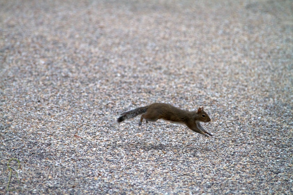 A squirrel crosses the street in West Mobile, Ala., Wednesday, March 17, 2010.