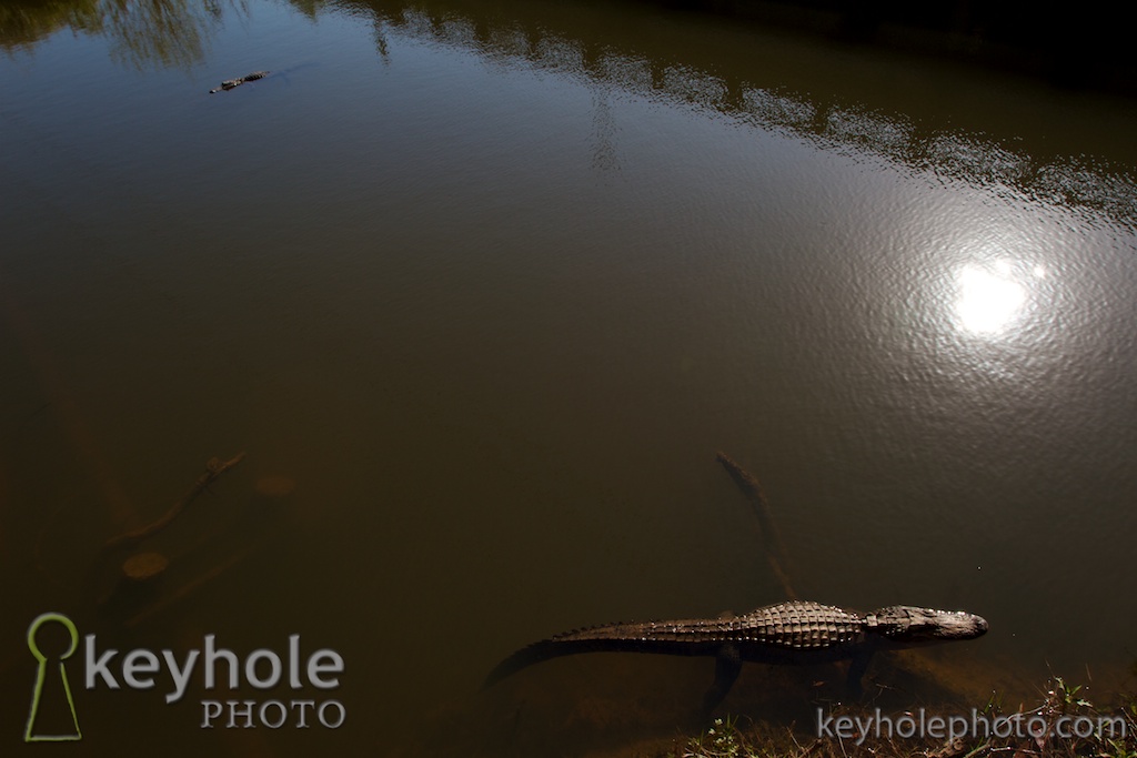 An alligator swims in the water of D'Olive Creek in Daphne, Ala., Tuesday, April 6, 2010.