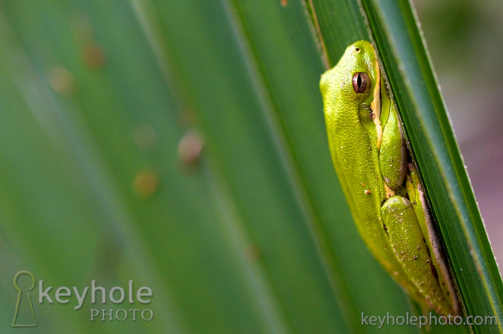 A green tree frog clings to a saw palmetto plant at the Two Rivers Campground outside of Stockton, Ala., Friday evening, April 2, 2010.