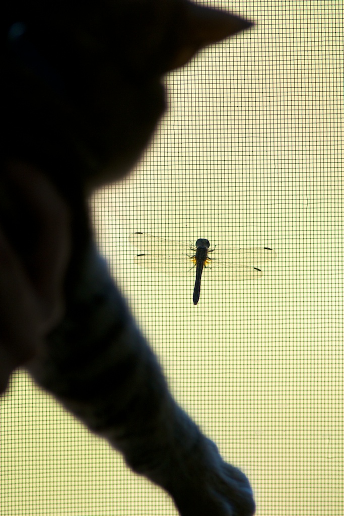 Dragonfly on window screen