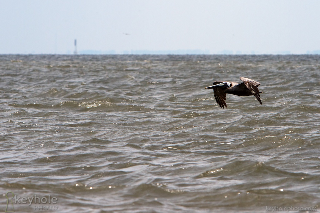 A pelican flies above the water of Mobile Bay near Fairhope, Ala., Sunday, May 30, 2010.