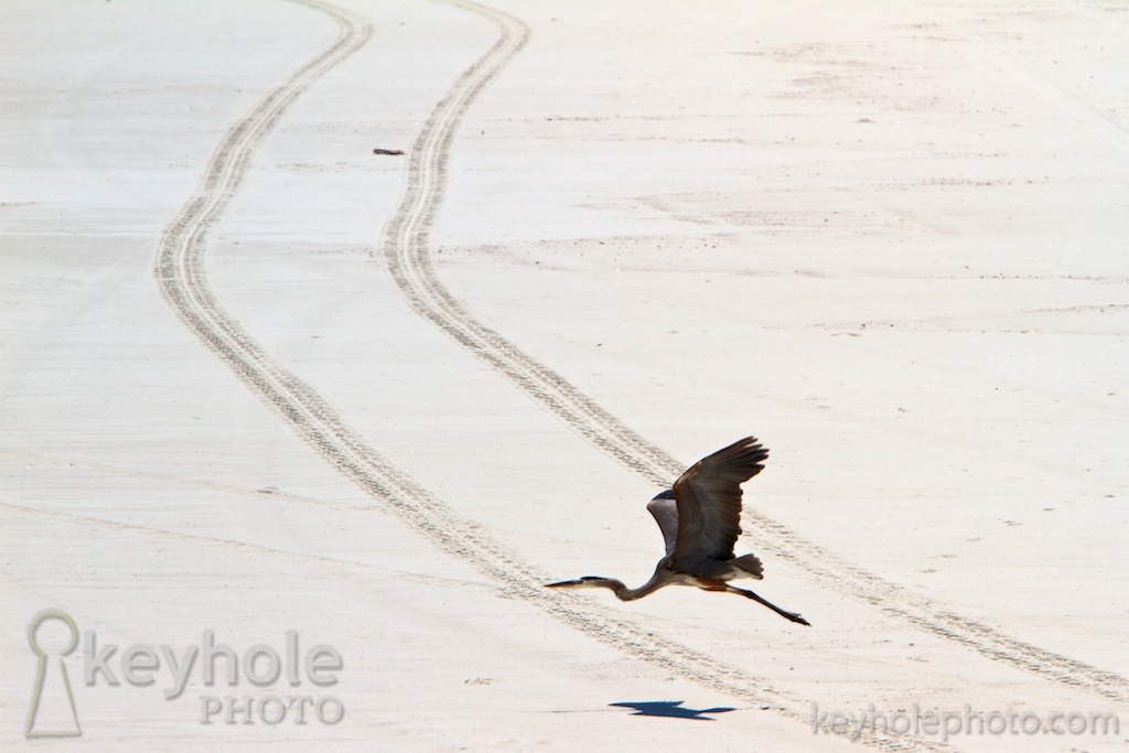 A great blue heron takes flight on the beach at Dauphin Island, Ala., Tuesday, May 4, 2010. Although oil from the Deepwater Horizon explosion and leak hasn't reached the Alabama shore just yet, agencies have responded to reduce the impact.