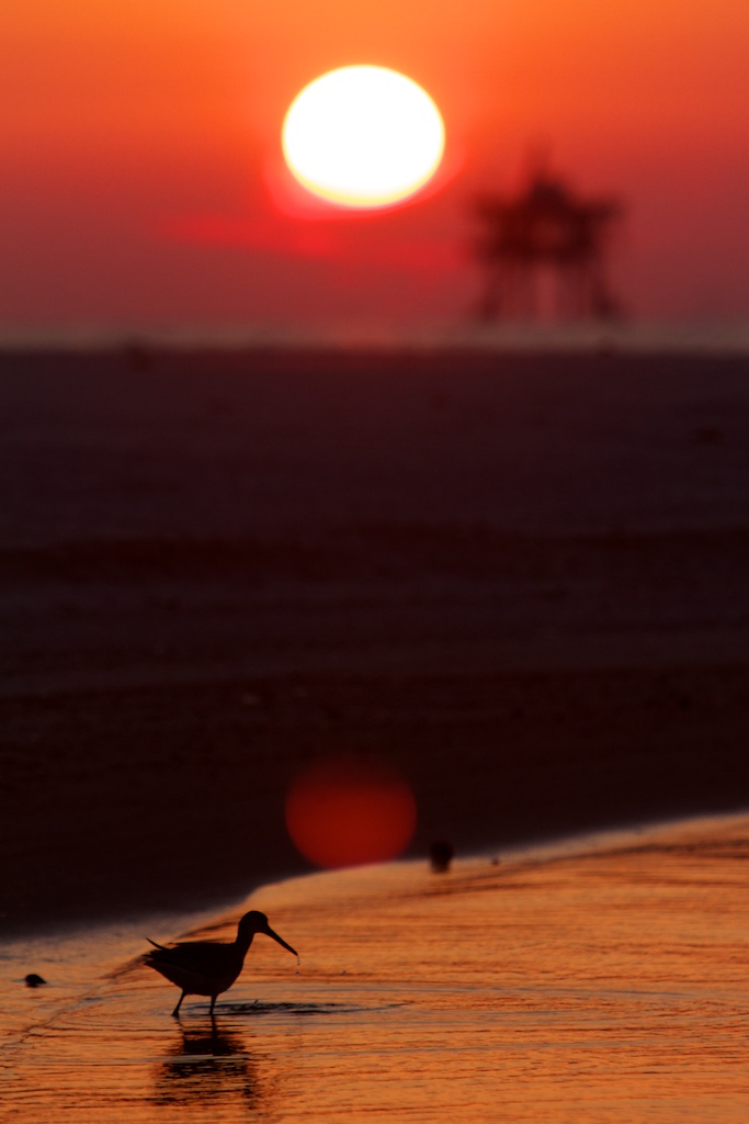 A bird looks for food in the water off the shore of Dauphin Island as the sun sets Thursday, May 6, 2010.