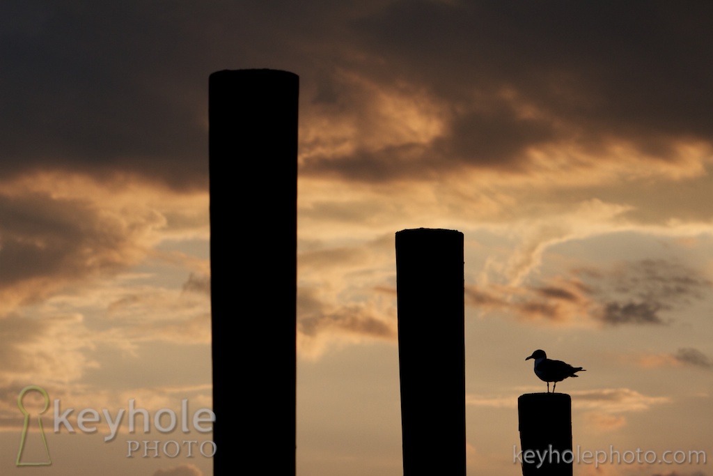 A seagull sits on a pier near the River Shack in Mobile, Ala., Monday, May 17, 2010.