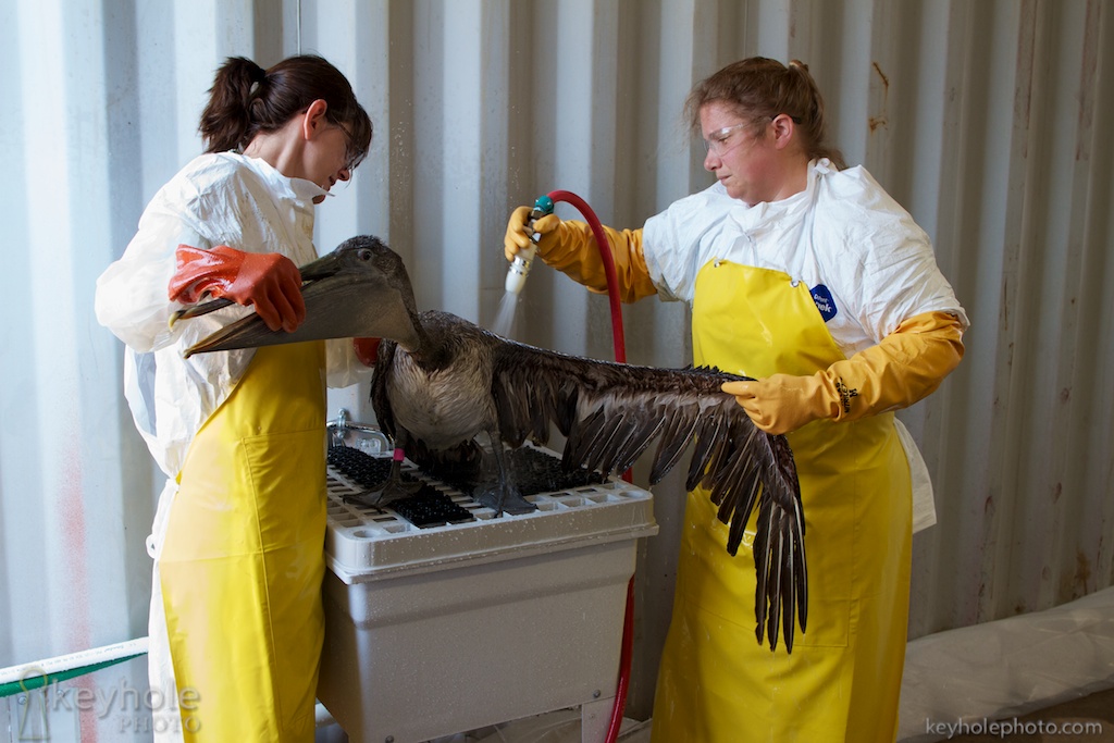 Cleaning oil from a pelican