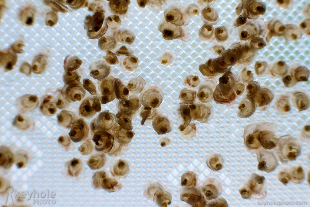 Tiny oysters grow in the Auburn University Shellfish Laboratory in Dauphin Island, Ala., Thursday, June 3, 2010.