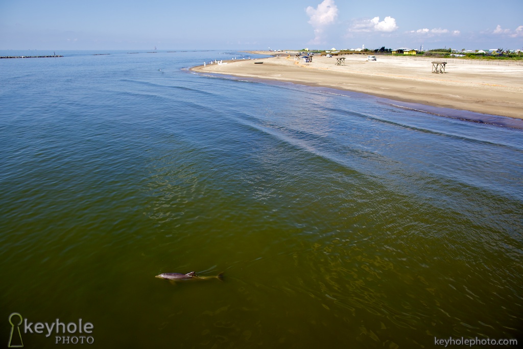 A dolphin swims in the shallow water just off the coast at Grand Isle State Park in Grand Isle, La., Tuesday, June 1, 2010, as contractors clean the beach. Oil reached the town's beach earlier in May, nearly a month after the Deepwater Horizon oil spill began.