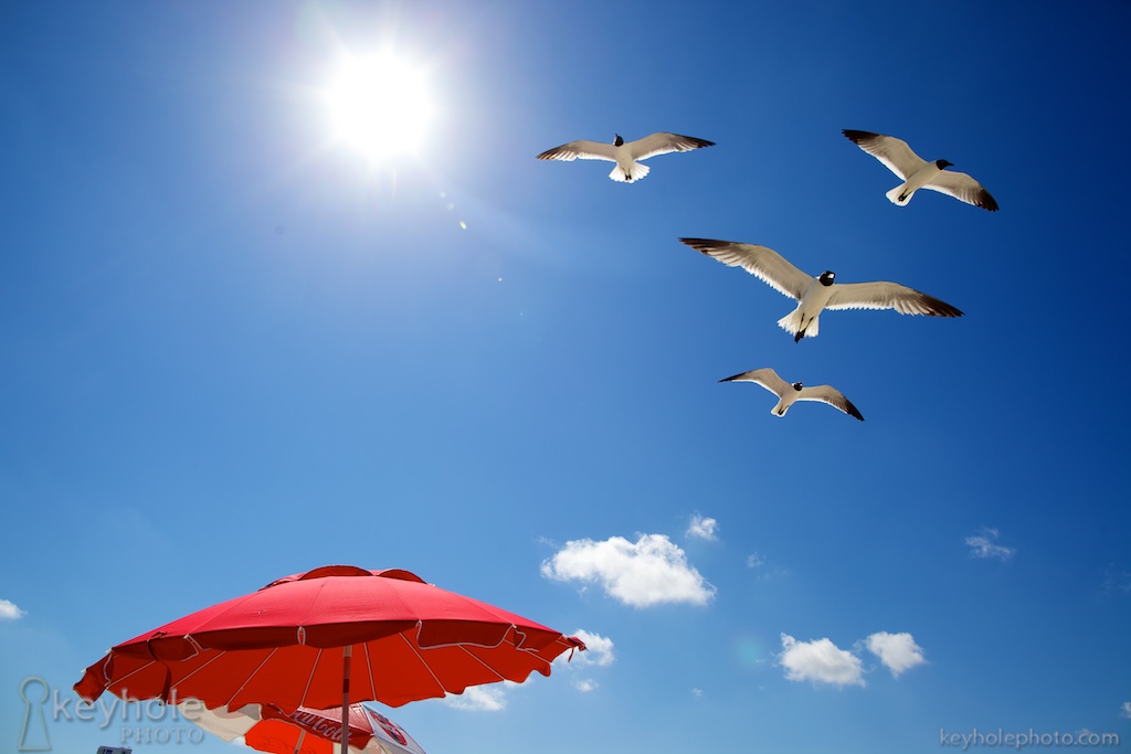 Seagulls Fly Above Beach