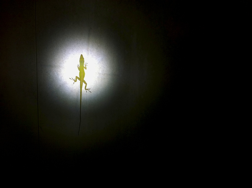 Lizard in the Spotlight