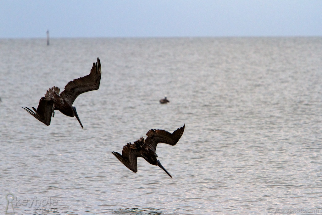 Pelicans Dive Into Mobile Bay