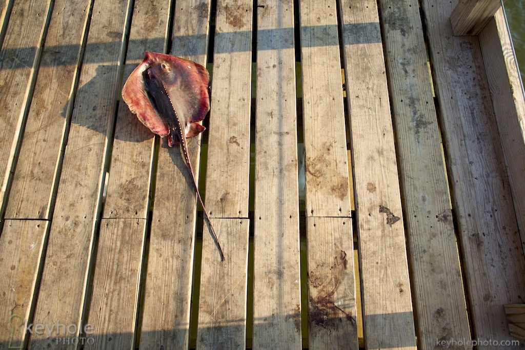 Dead Ray on Wooden Dock