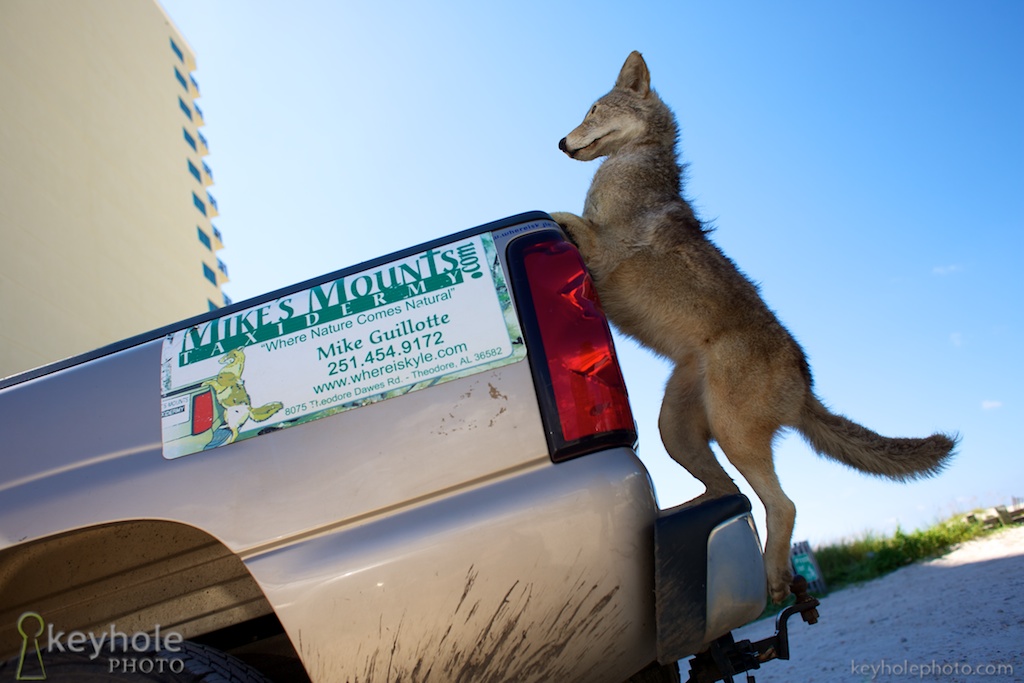 Coyote on Truck