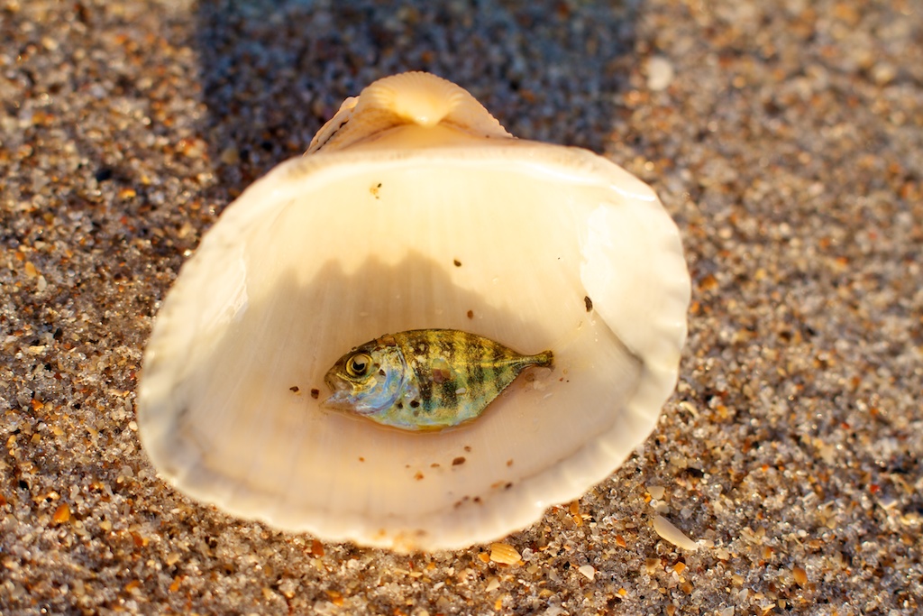 Little fish