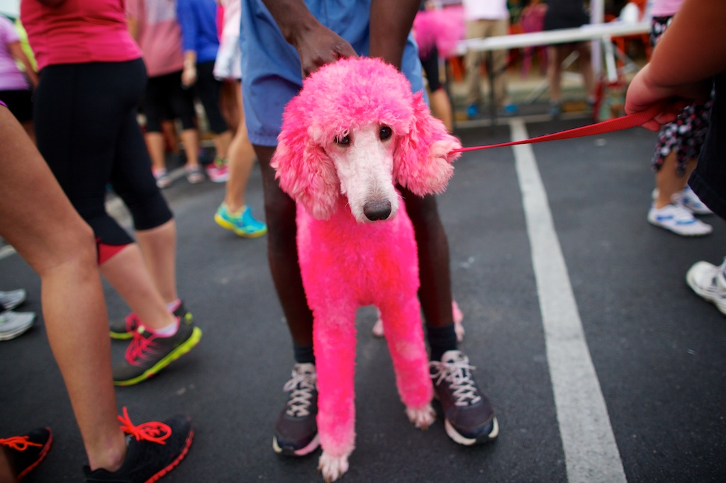 Pink dog