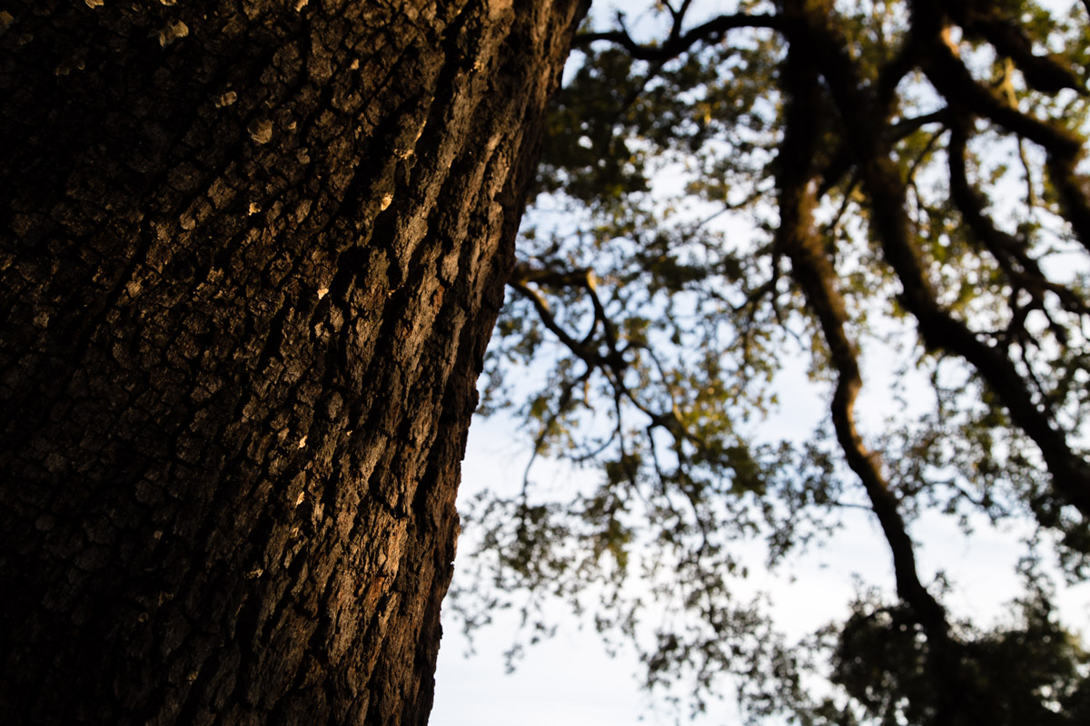 The rising sun lights the bark of a live oak tree at Oakleigh Mansion in Mobile, Ala., Thursday, Dec. 11, 2014.