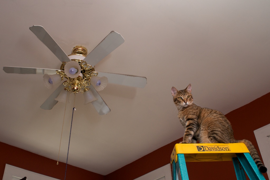 A cat sits perched on top of a ladder, near a ceiling fan