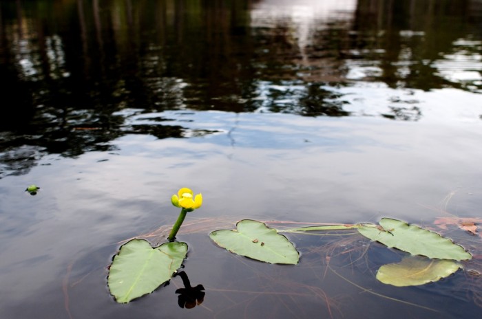 Flower on Gunnison Creek