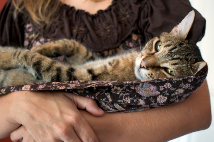 Cat cuddled in shirt