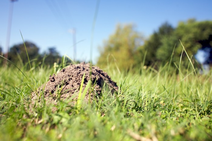 Ant bed in Mobile