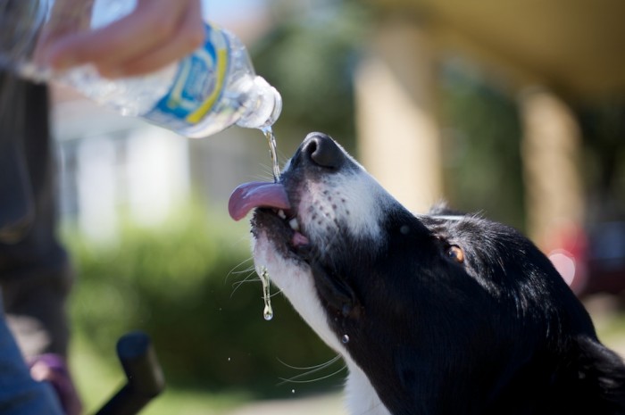 Oscar gets a drink