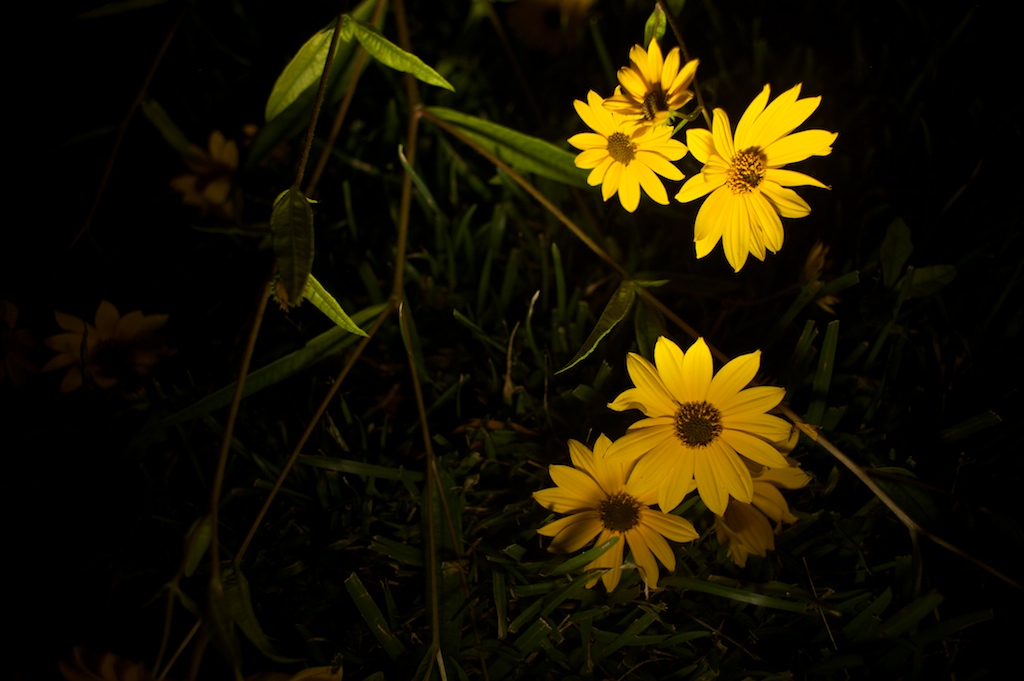 Tumped over sunflowers