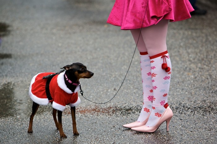 Christmas canine