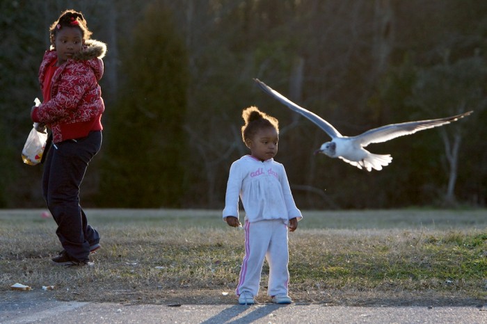 flock of seagulls