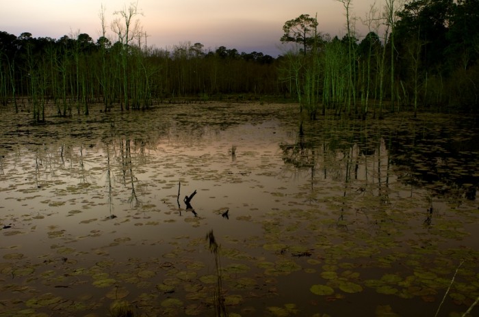 A pond at the University of South Alabama campus in Mobile, Ala., is illuminated ay the night sky Monday, Feb. 23, 2010.