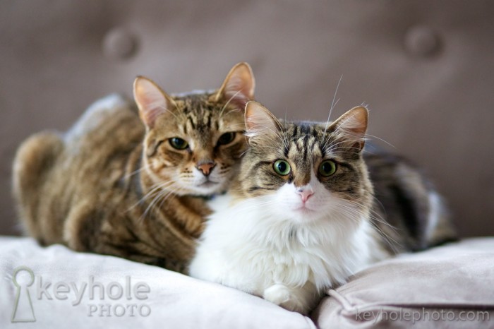 Captain and Clover sit together on the couch in their home in Mobile, Ala., Sunday, March 21, 2010.