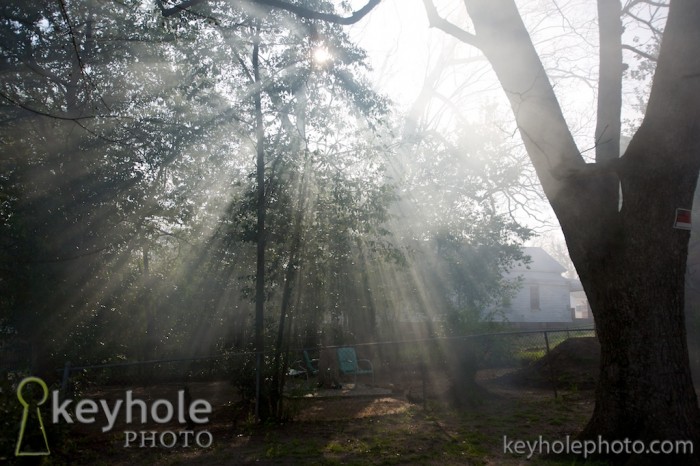 Smoke through the trees