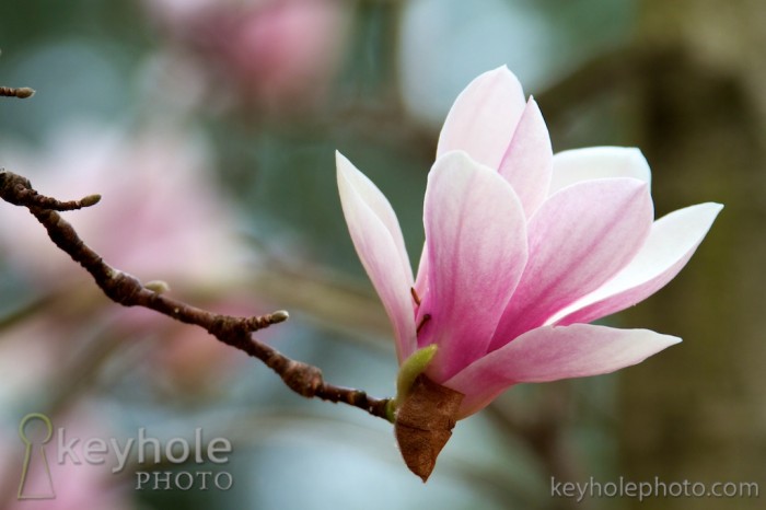 A magnolia in bloom in Mobile, Ala., Wednesday, March 10, 2010.