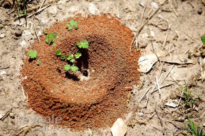 An anthill in St. Stephens, Ala.