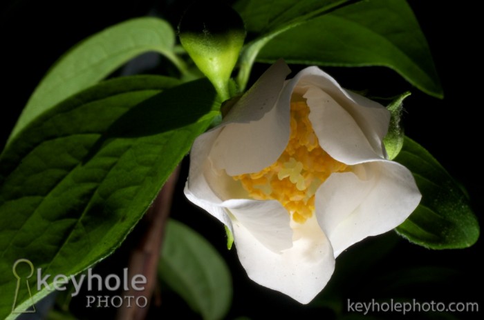 Close-up images of flowers