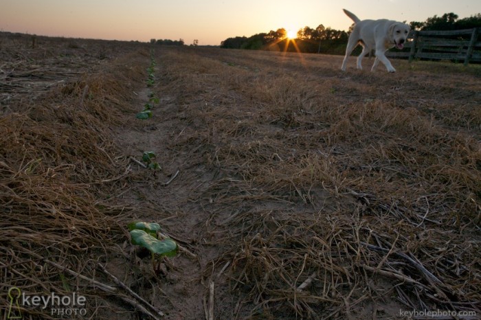 A young cotton plant grows from the ground in rural Baldwin County in Belforest, Ala., Sunday evening, May 23, 2010.