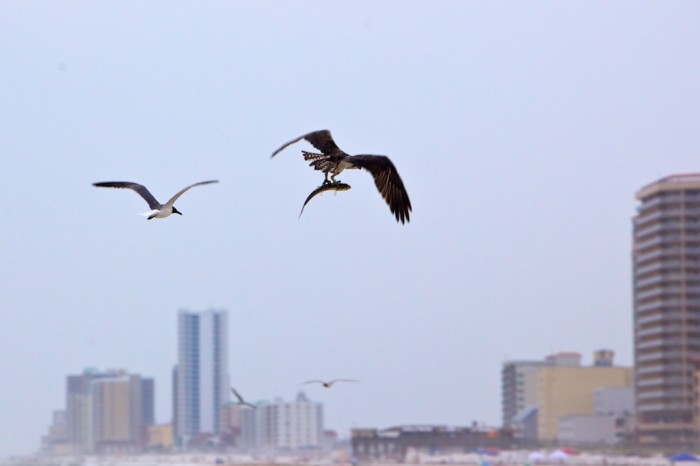 An osprey carries away a fish it just plucked from the water of the Gulf of Mexico in Gulf State Park in Gulf Shores, Ala., Sunday evening, June 6, 2010.