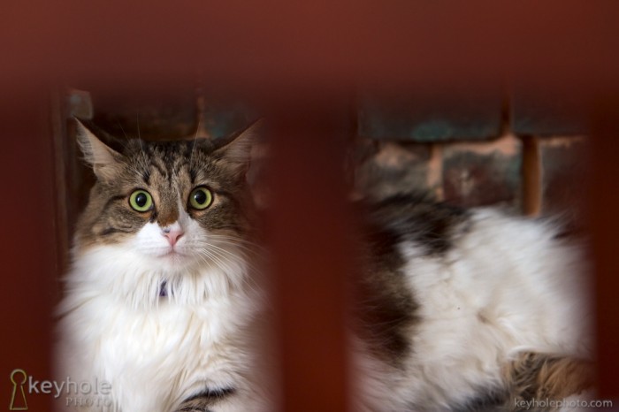 Cat at foot of the bed