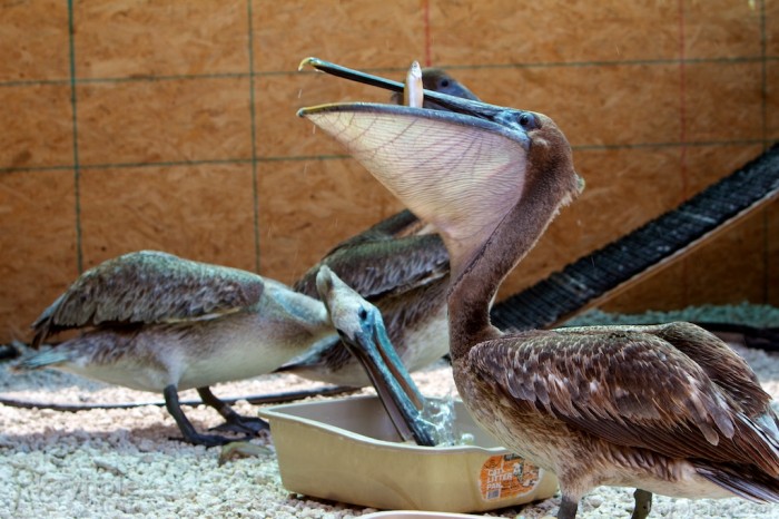 A pelican eats fish at the Theodore Oiled Bird Rehabilitation Center in Theodore, Ala., Monday, June 14, 2010.