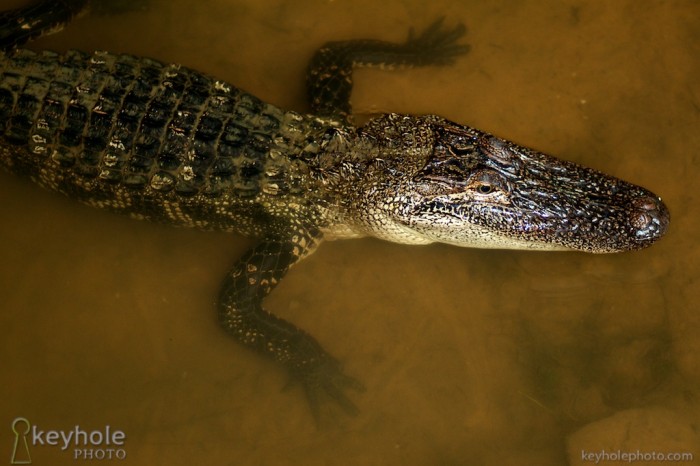 Alligator