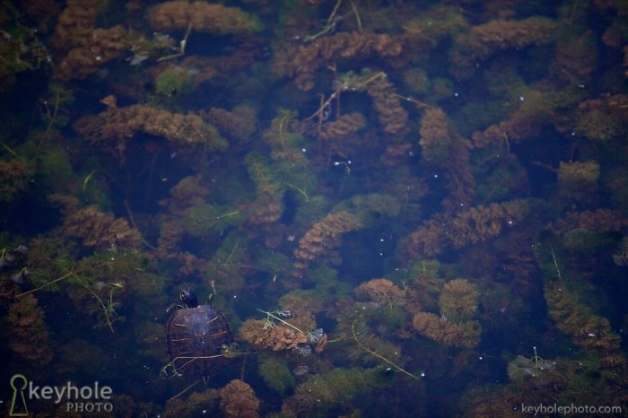 Turtle in a Pond