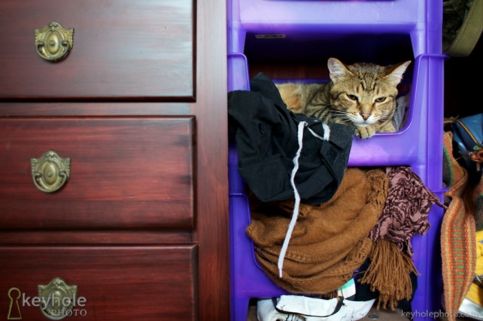 Cat in a drawer