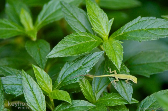 Anole Lizard on Green Plants